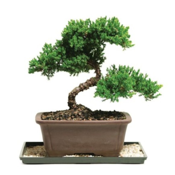 Profile picture of S